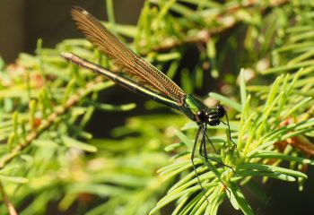 libellule 1