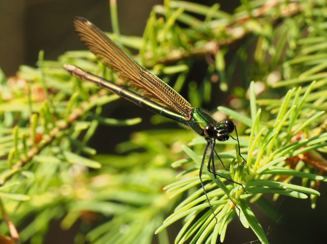 libellule 1