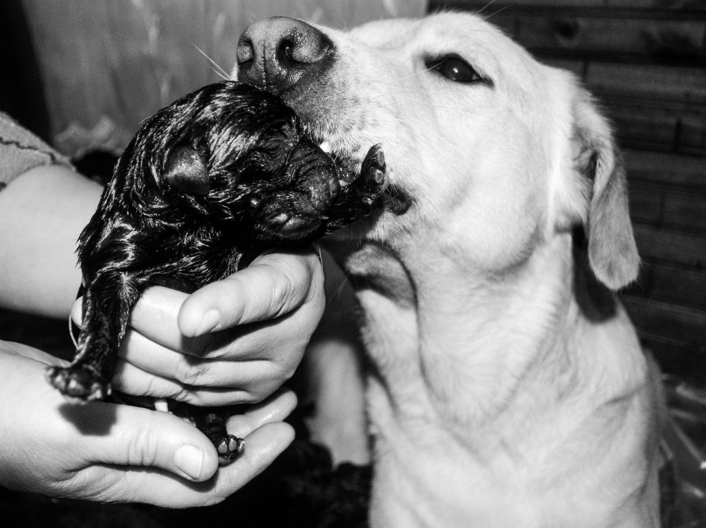 L’amour d’un chien