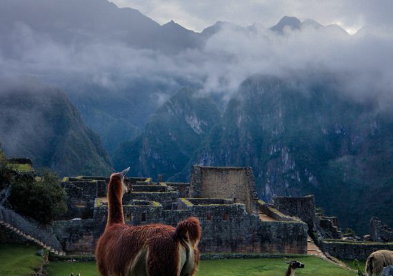 Lama se posant des questions