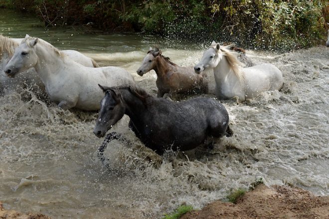 Bain en Camargue