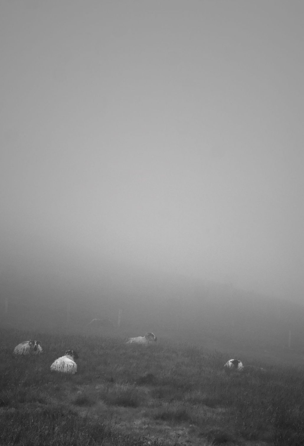 Foggy sheep