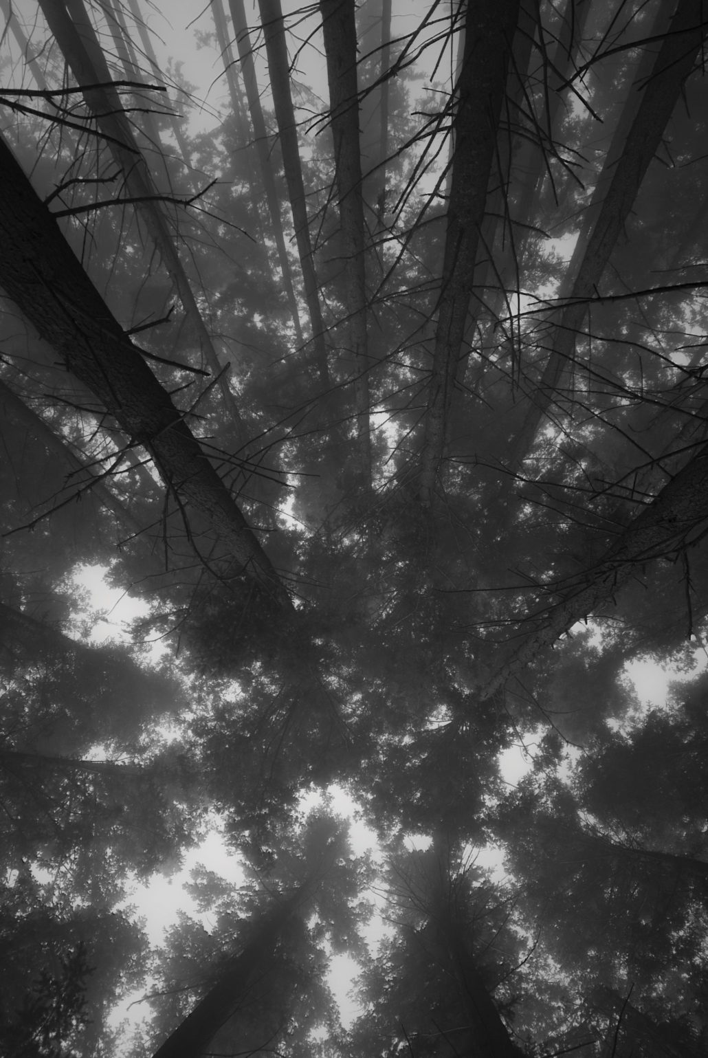 Where the trees vanish