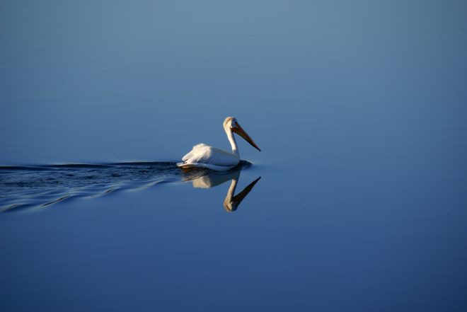 Grand Teton National Park - Pelican