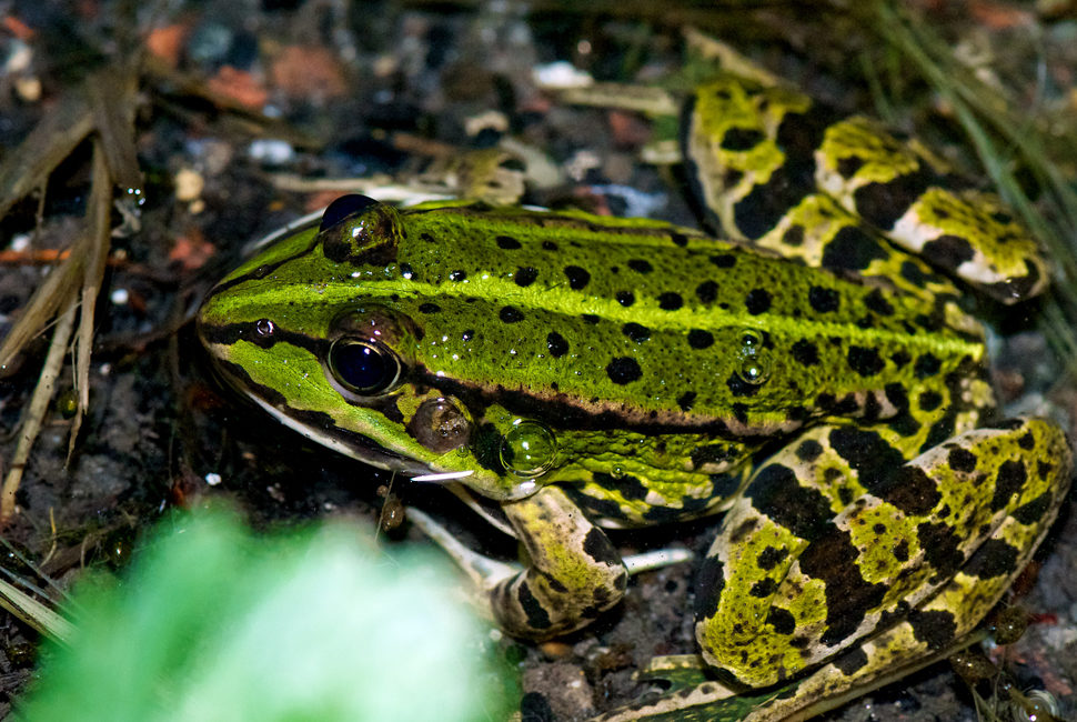 Pelophylax ridibundus