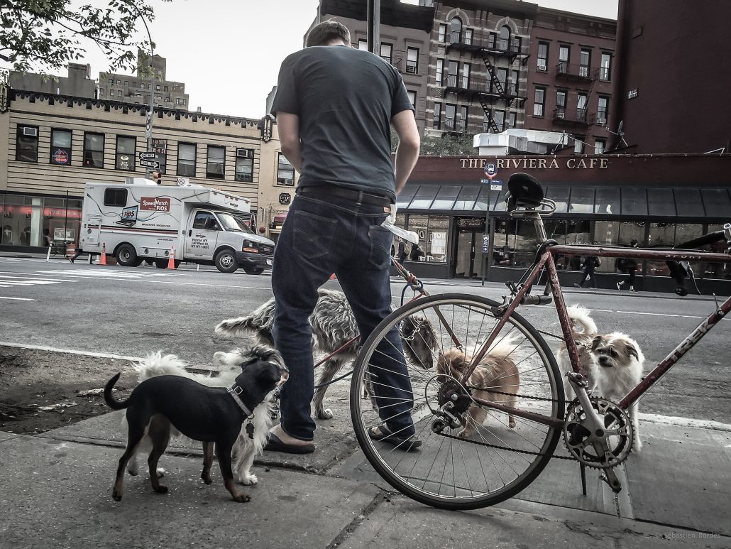 Dogs in the city
