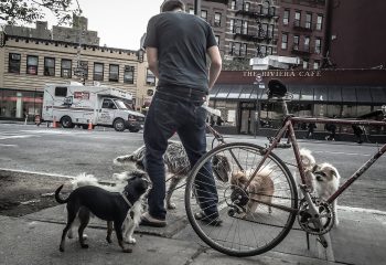 Dogs in the city