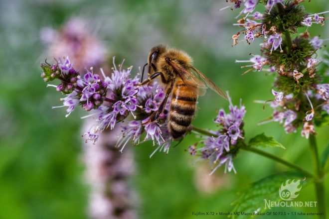 Bee on mint