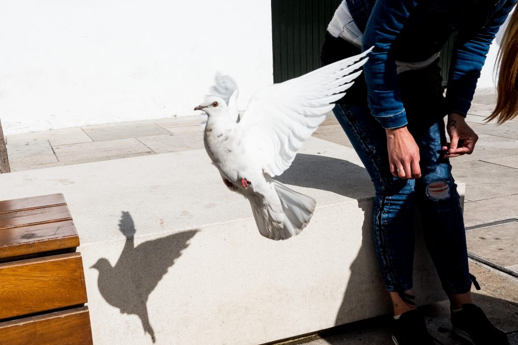 Pigeon blanc, pigeon charmant? – 1