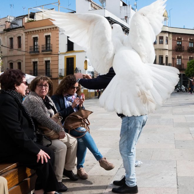 Pigeon blanc, pigeon charmant? - 3