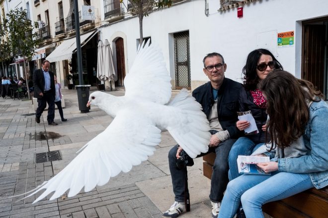 Pigeon blanc, pigeon charmant? - 2