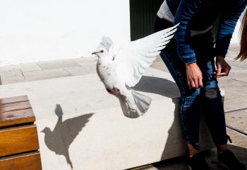 Pigeon blanc, pigeon charmant? - 1