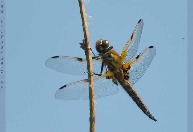 Dans le vent je me tiens
