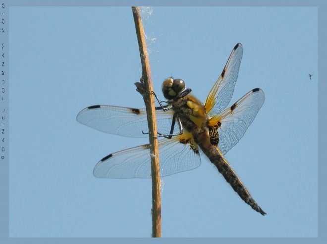 Dans le vent je me tiens