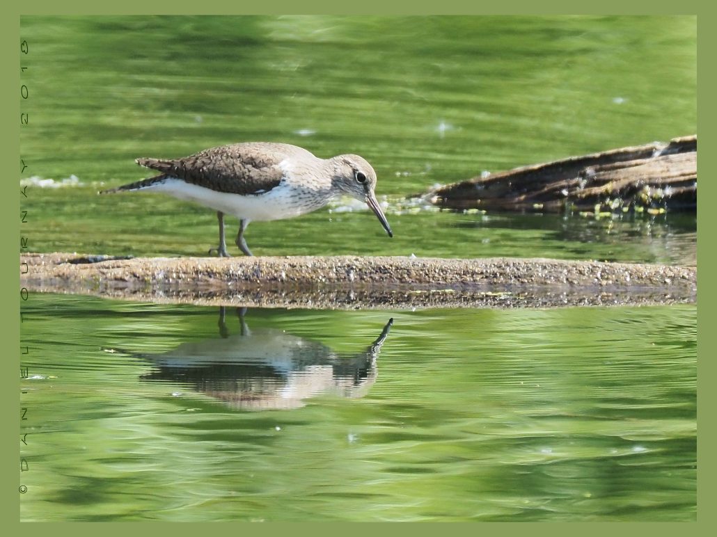 Chevalier-guignette devant son miroir
