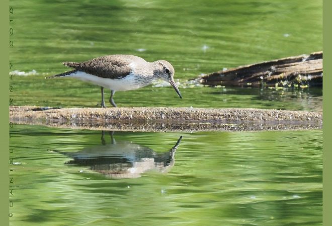 Chevalier-guignette devant son miroir