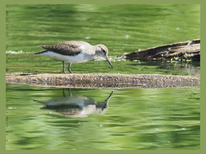 Chevalier-guignette devant son miroir