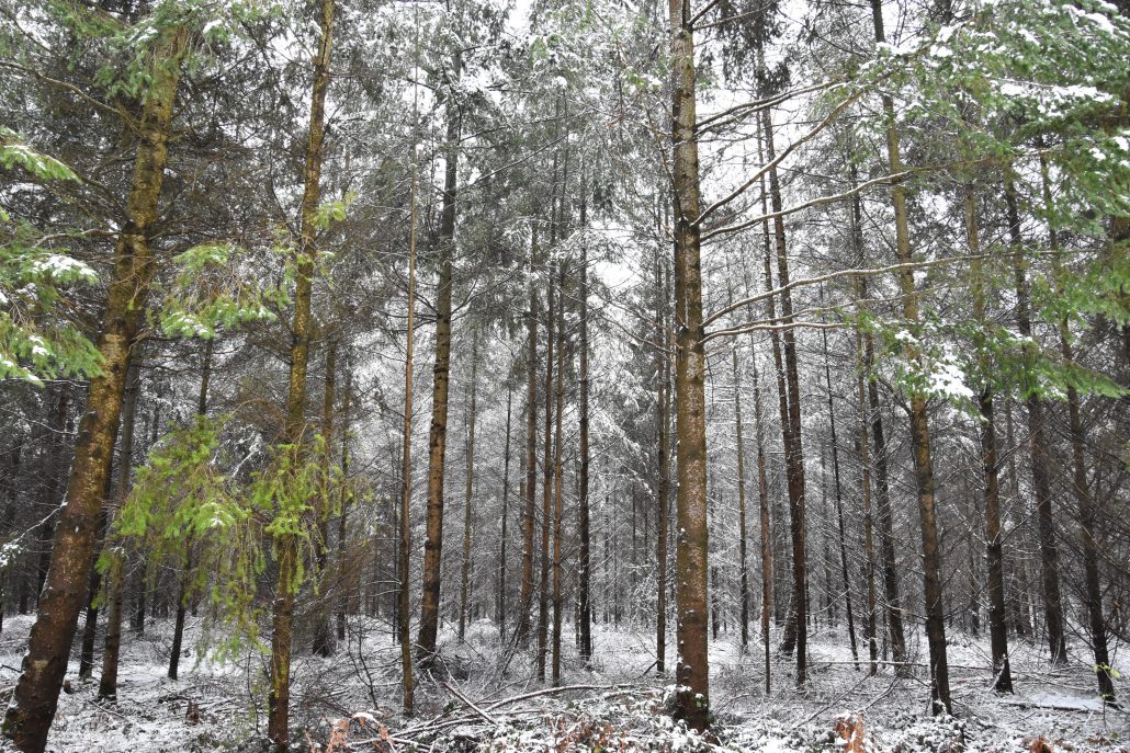 Forêt de Lyons sous la neige