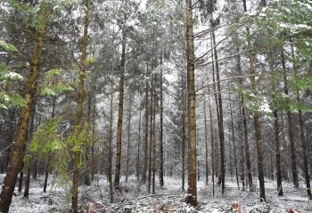 Forêt de Lyons sous la neige