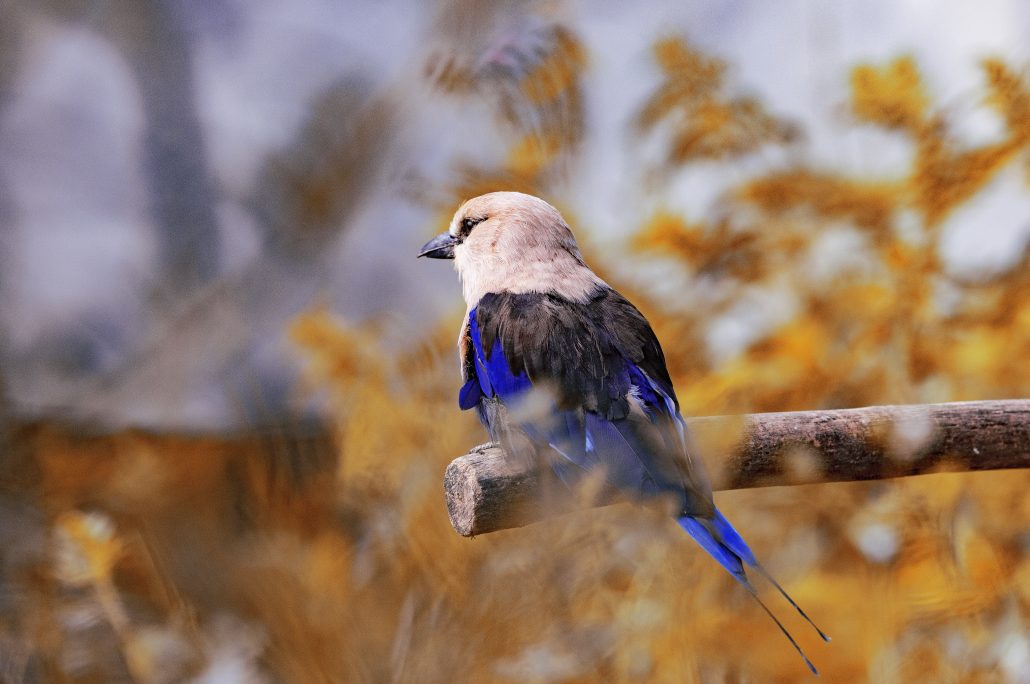 Sweet bird of paradise