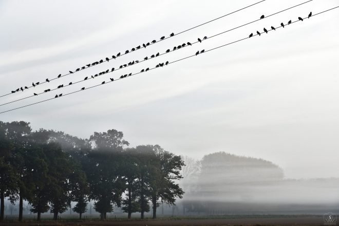 composition matinale