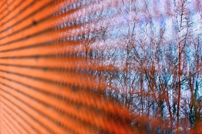 Through sees the forest