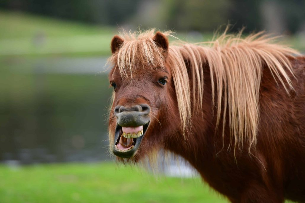 laughing pony