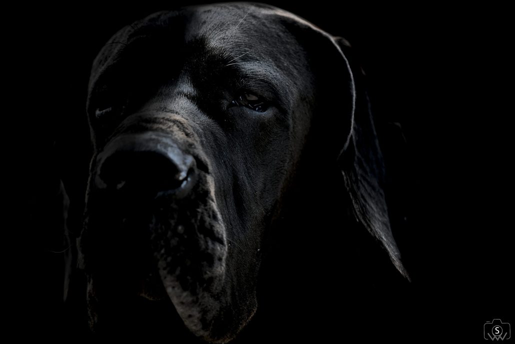 Dog Of Dark