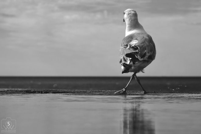 Goeland dance !