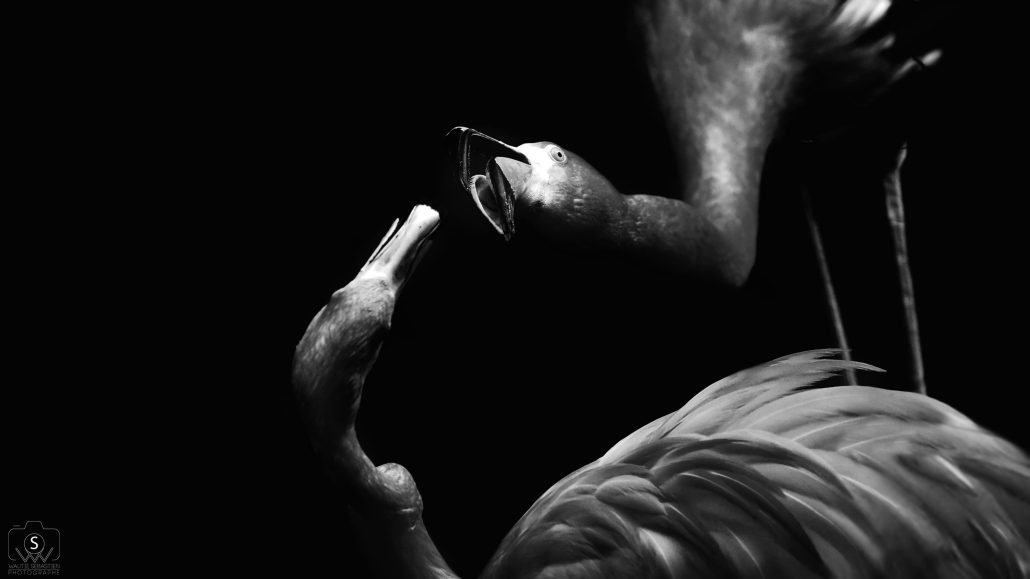 Dark Flamingos Kiss
