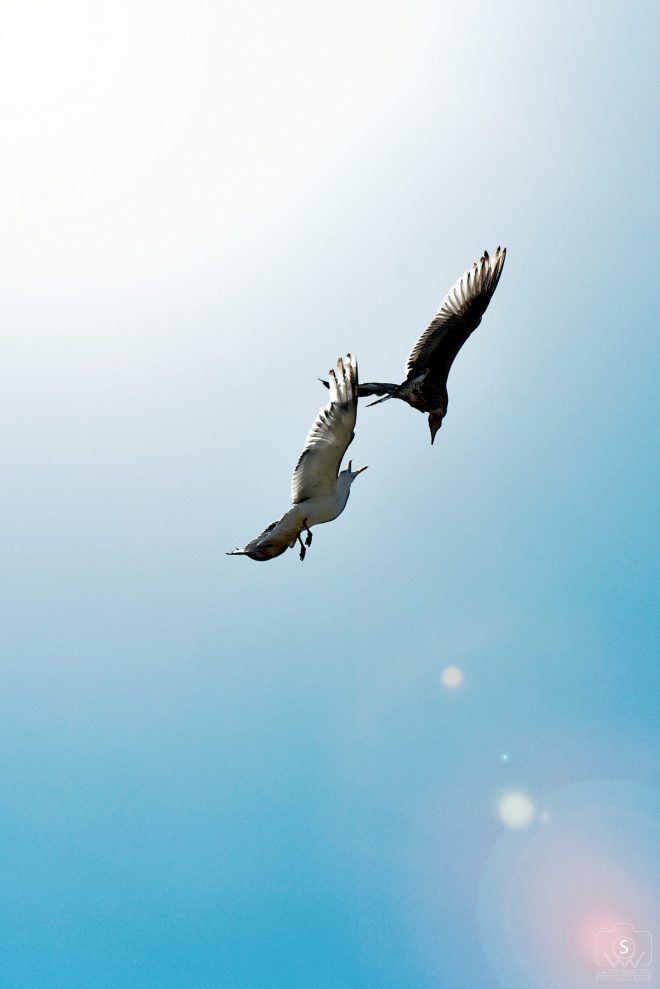 Lumière sur prisent de becs