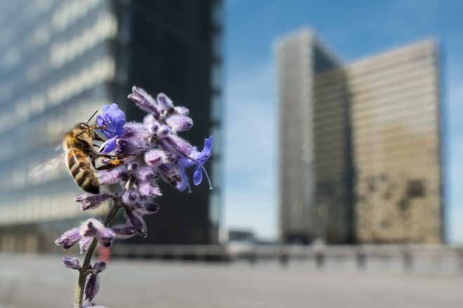J'ai eu du mal à trouver cette fleur