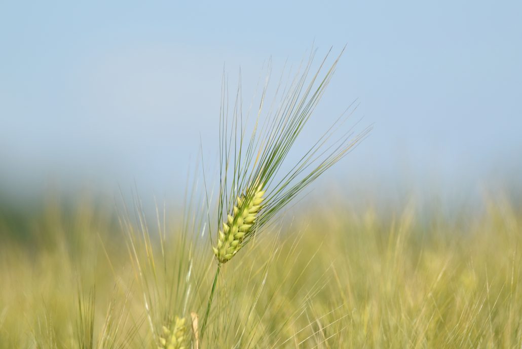 Epi – c’est tout