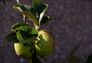 two apples