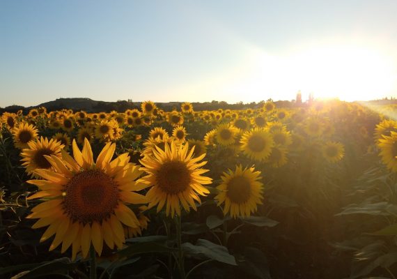 Sunflowers