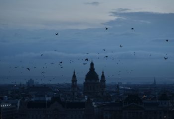 Birds over the city