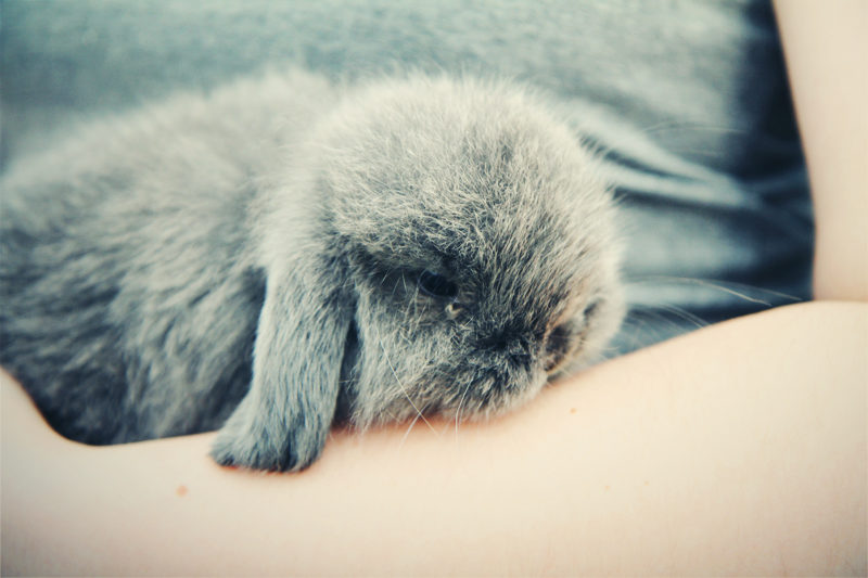 soft rabbit