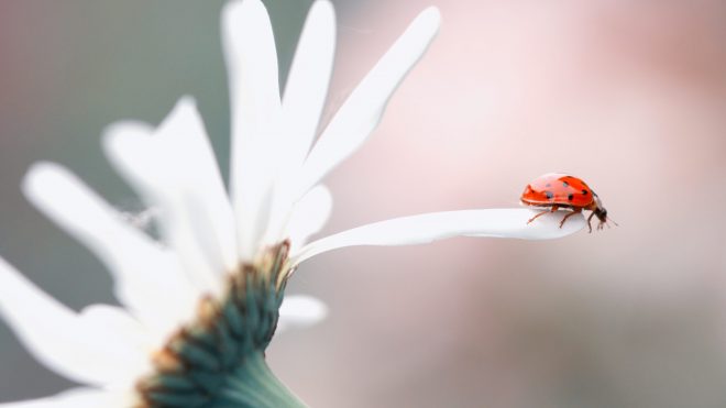 Prêt pour un plongeon?