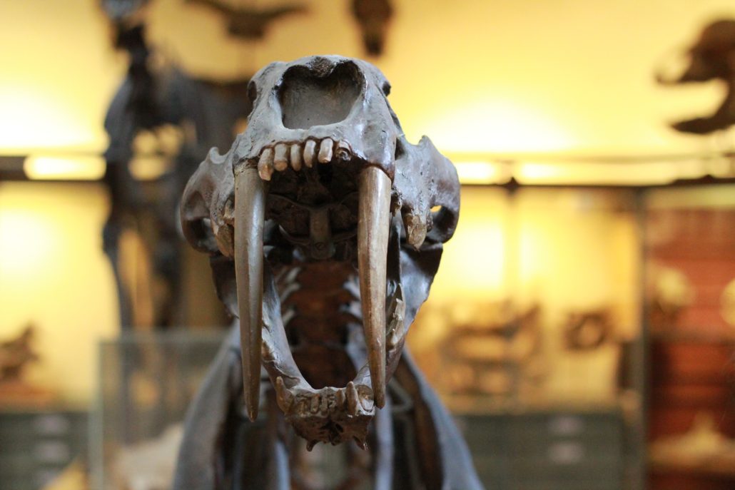 Aïe – Galerie de paléontologie du Muséum d’histoire naturelle