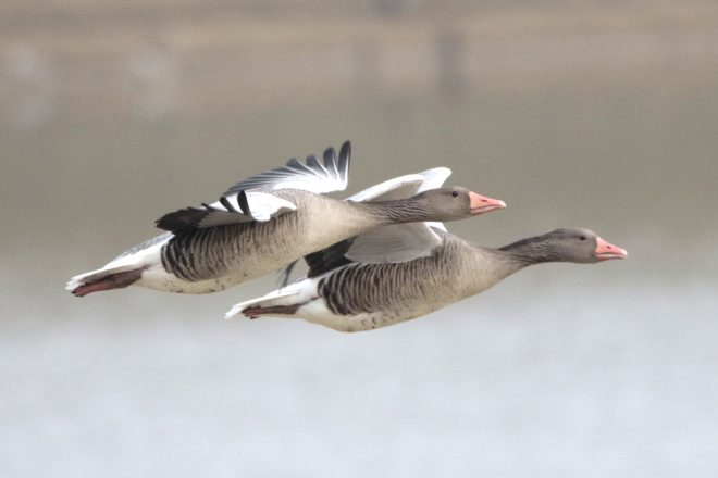 Escadron en formation serrée