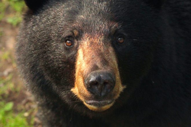 Nounours mais pas en peluche