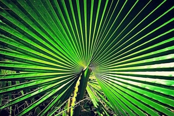 Ma photo préférée d’un palmier prise au Maroc