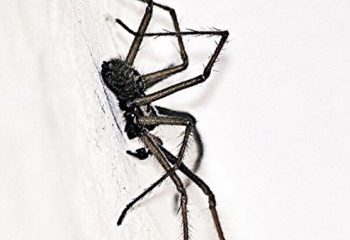 Spider araignée