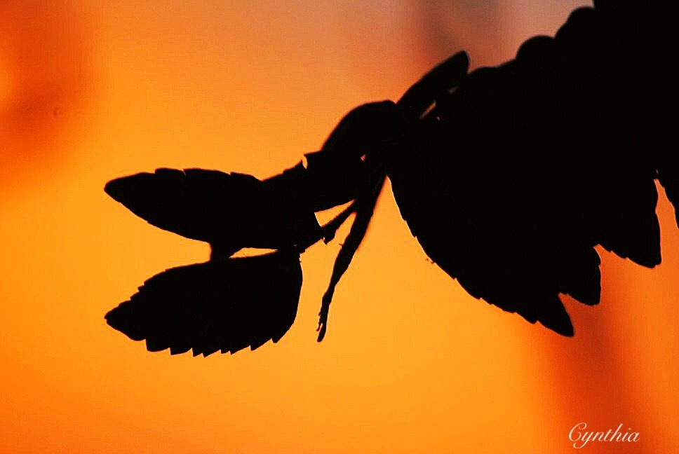 Le beau coucher du soleil