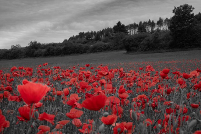 Coquelicots Red, Black and White