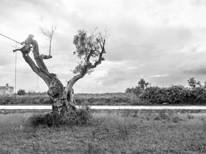 la fin des oliviers