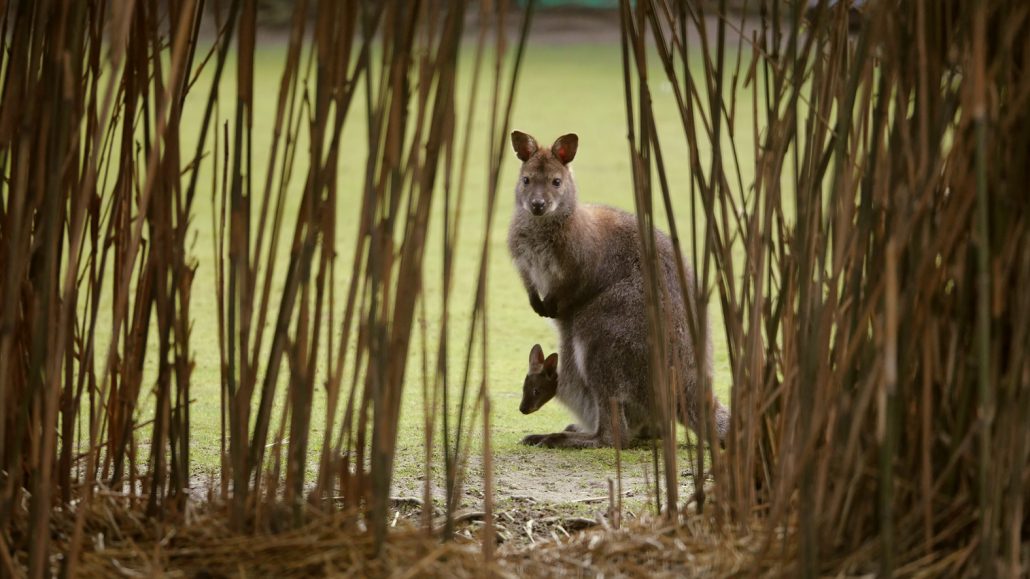 Bennett’s wallabies