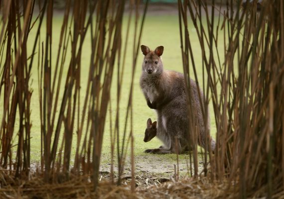 Bennett's wallabies