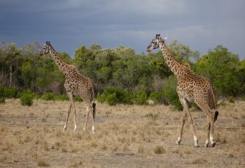 Girafes Massaï