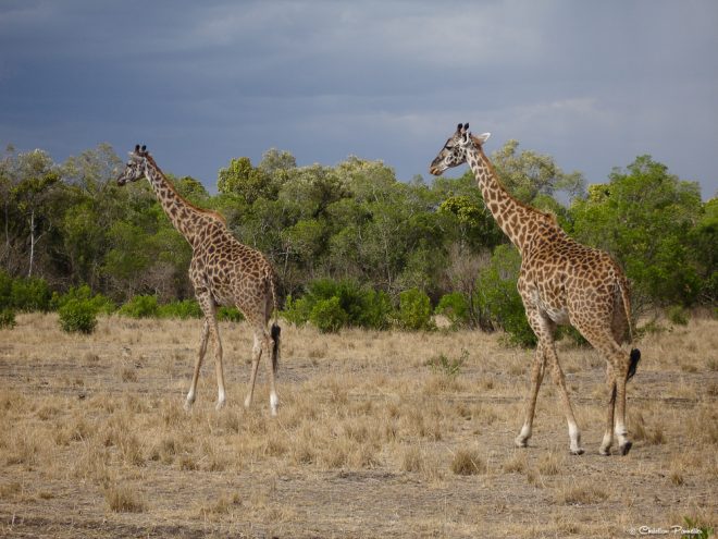 Girafes Massaï